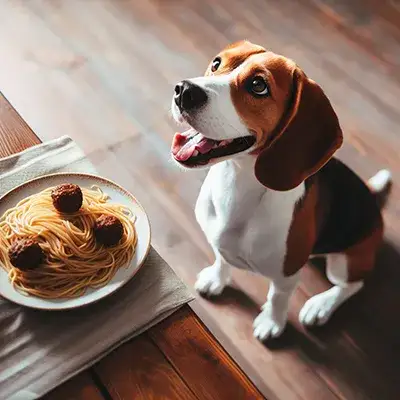 Czy pies może jeść makaron? Poznaj fakty i zagrożenia dla zdrowia