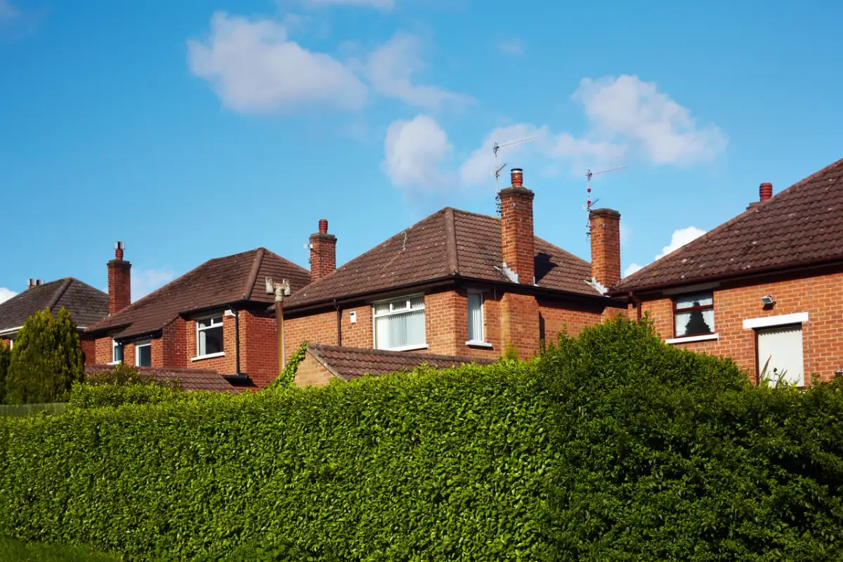 Czym obsadzić działkę przy płocie, aby zyskać prywatność i urok?