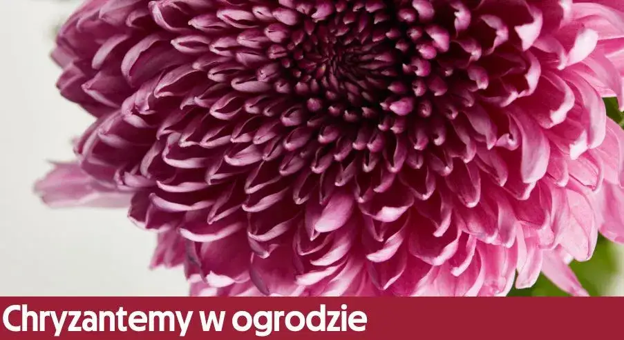 Kiedy sadzić chryzantemy do gruntu, aby uniknąć przymrozków?