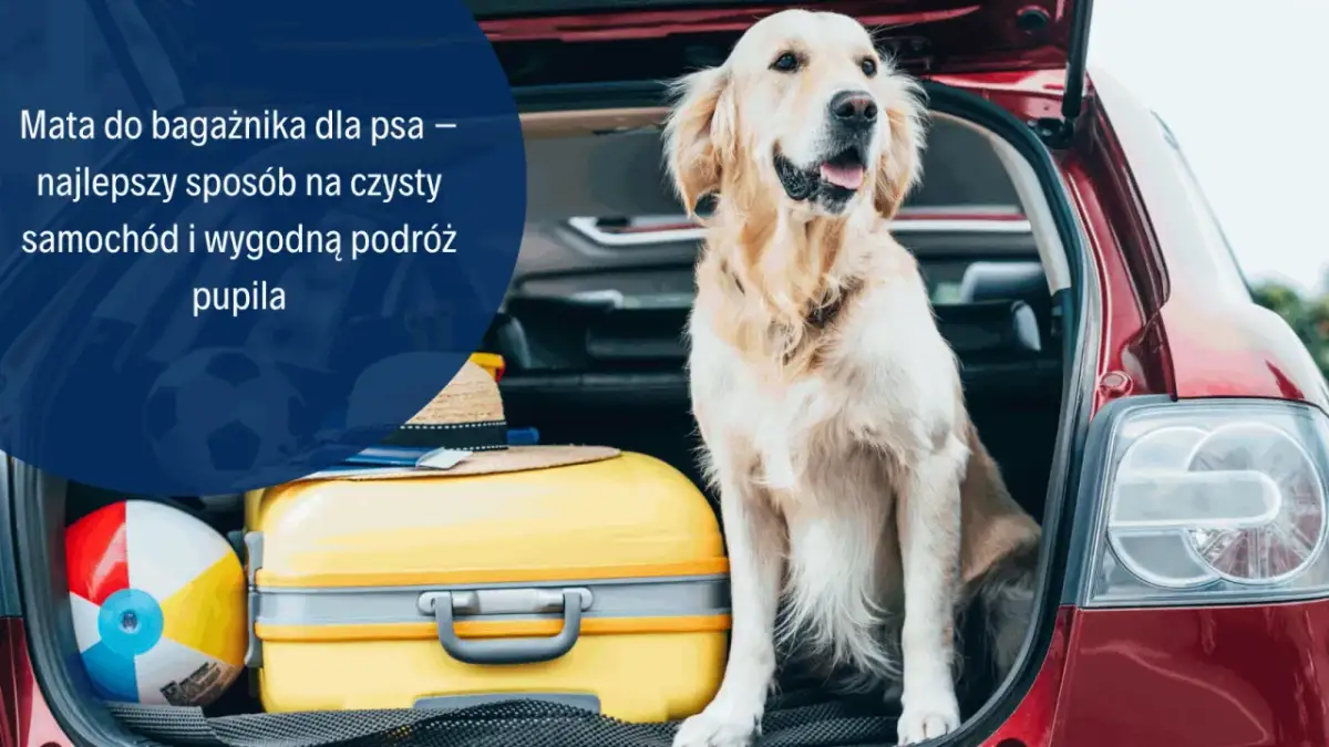 Mata do bagażnika dla psa – najlepszy sposób na czysty samochód i wygodną podróż pupila