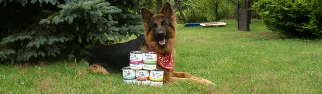 Czy Dolina Noteci to dobra karma dla psa? Opinie i skład karmy