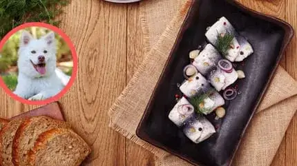 Czy pies może jeść śledzie? Bezpieczeństwo i korzyści dla pupila