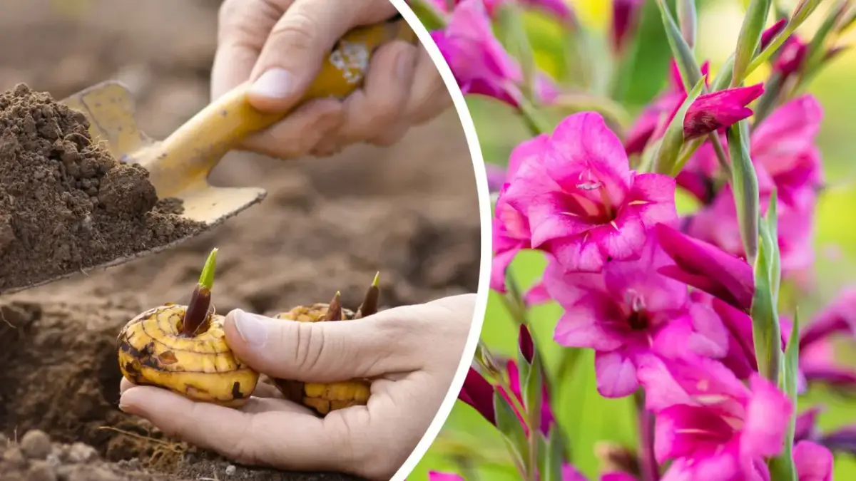 Jak głęboko sadzić mieczyki, aby uzyskać piękne kwiaty?