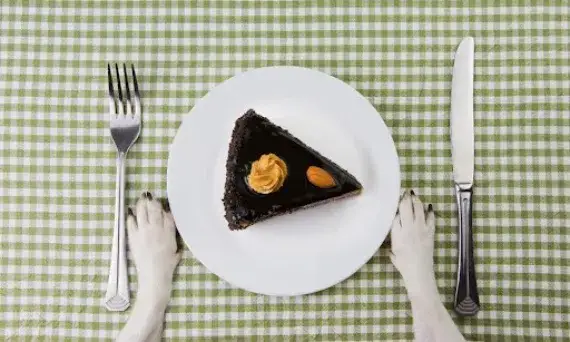 Czy pies może jeść cukier? Dowiedz się, dlaczego to niebezpieczne