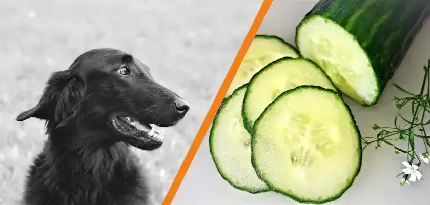 Czy pies może jeść ogórki zielone? Poznaj korzyści i zagrożenia