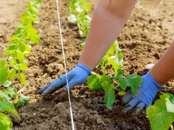 Jak sadzić ogórki, aby uniknąć najczęstszych błędów w uprawie