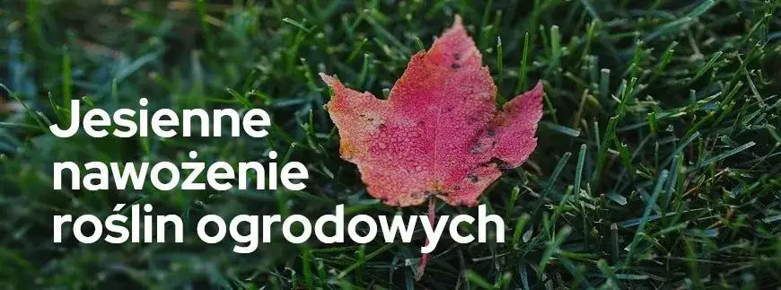 Jaki nawóz na jesień na działkę? Kluczowe informacje dla ogrodników