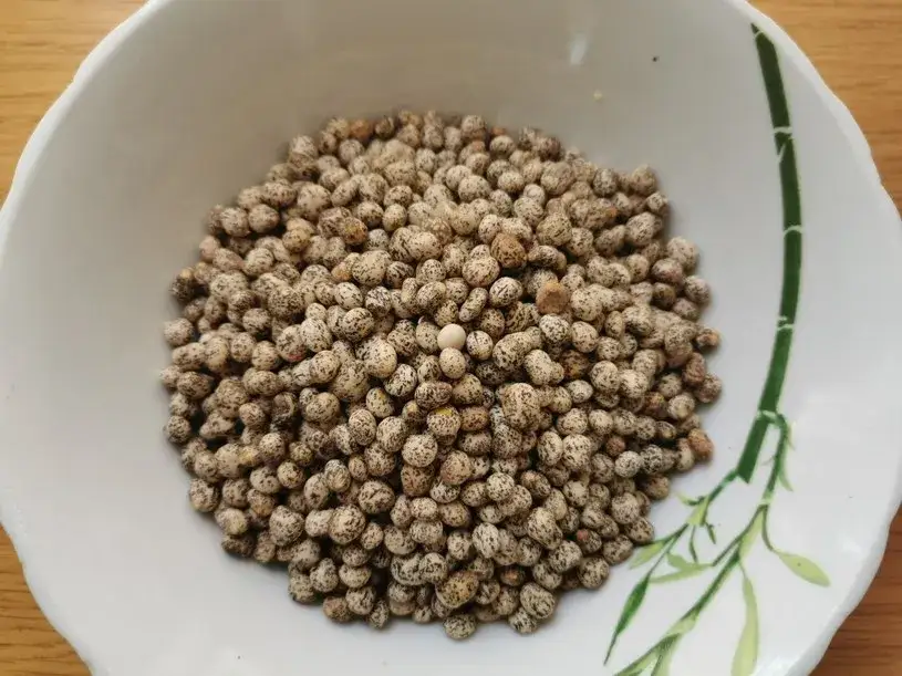 Jaką zaprawę do łubinu wybrać, aby chronić nasiona i zwiększyć plony?