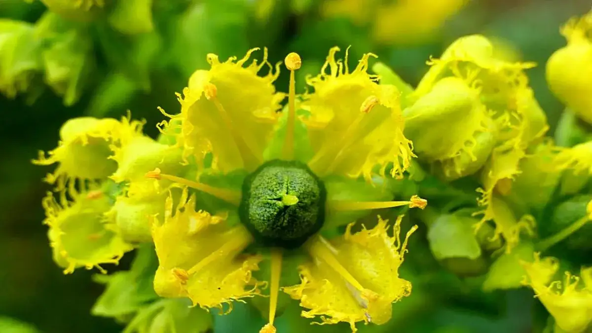 Plantas que ahuyentan moscas: mantén tu hogar libre de plagas