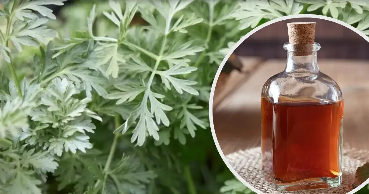 Jak zrobić nalewkę z piołunu - prosty przepis i cenne wskazówki