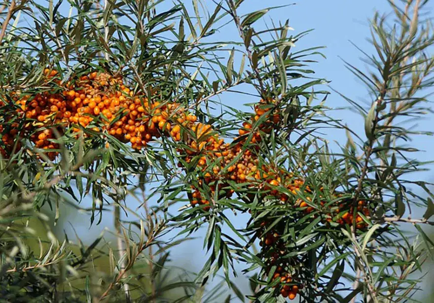 Kiedy sadzić rokitnik, aby uniknąć niepowodzeń w ogrodzie