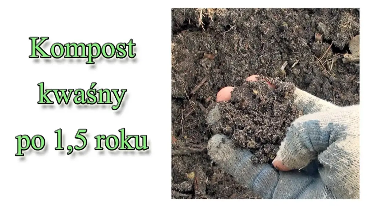 Jak zrobić kwaśny kompost, aby rośliny kwasolubne były zdrowe i silne