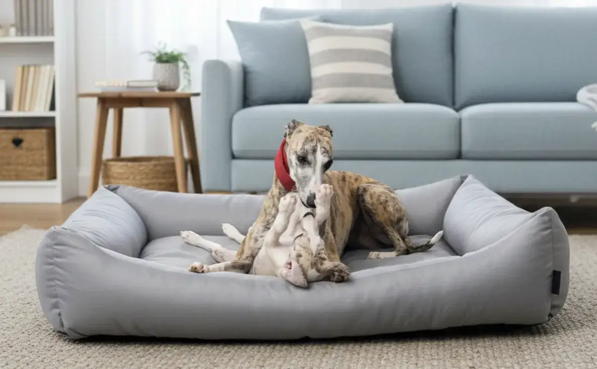 legowisko dla średniego psa