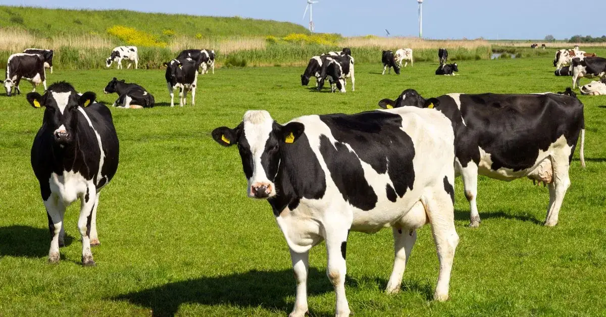 Pastuch elektryczny w praktyce – dla krów, bydła, dzików i niechcianych zwierząt