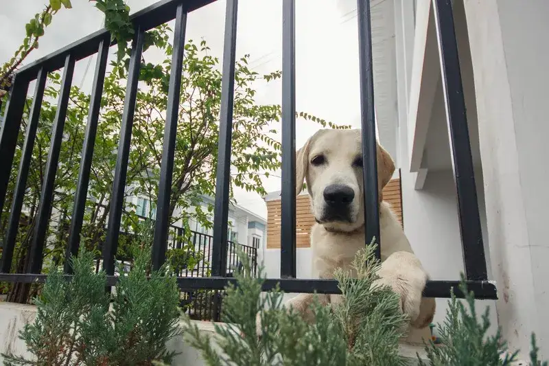 Petsitter jak znaleźć najlepszego opiekuna dla swojego pupila