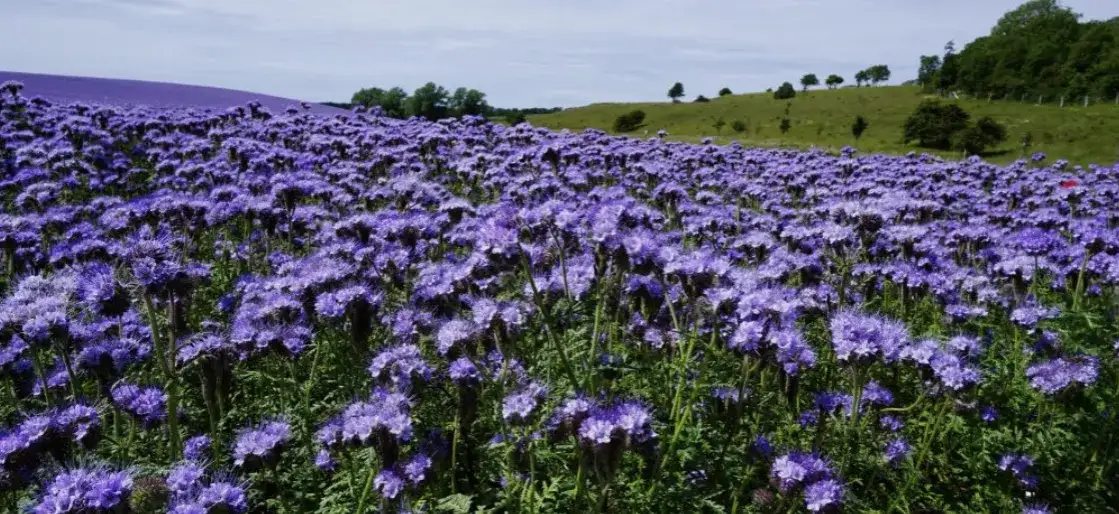 Kiedy siać facelię jako nawóz zielony i poprawić jakość gleby