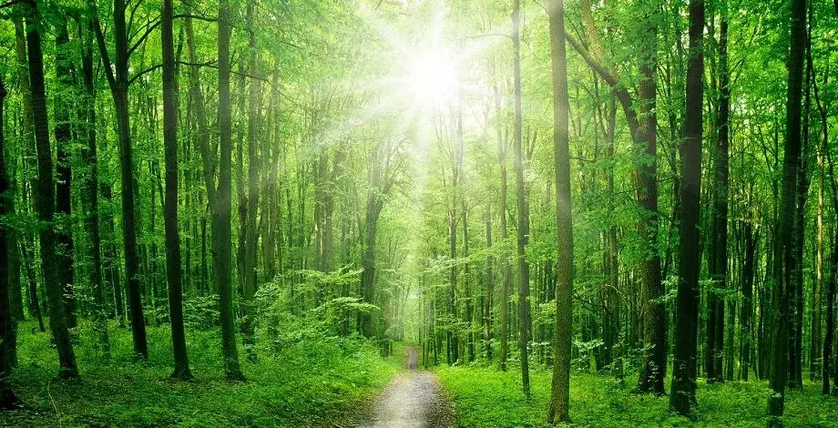 Co można zobaczyć w lesie? Odkryj niesamowite atrakcje przyrody