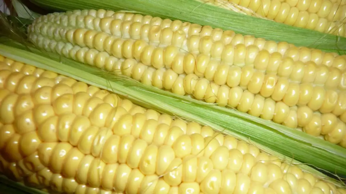 Czy mascarpone ma gluten? Odkryj, dlaczego jest bezpieczne dla Ciebie