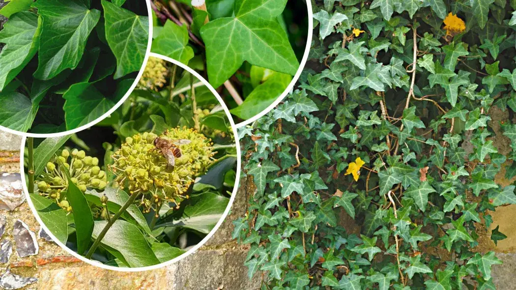 Bluszcz ogrodowy kiedy sadzić? Najlepsze terminy i porady dla ogrodników