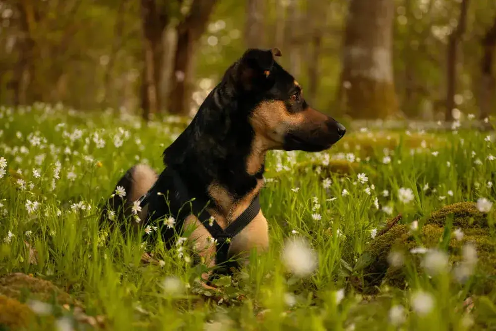 Czy obroża Foresto zabija kleszcze? Skuteczność i opinie użytkowników