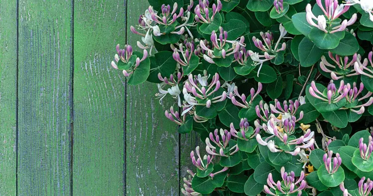 Kiedy sadzić wiciokrzew, aby uniknąć problemów z wzrostem?