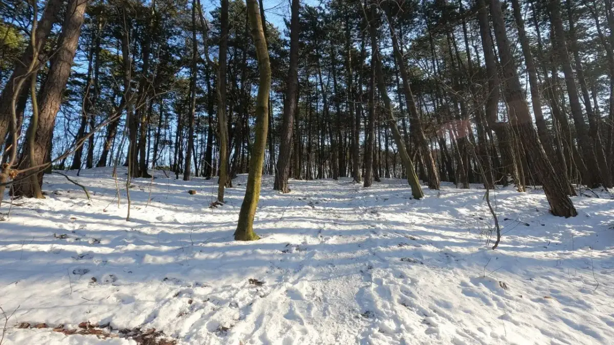Spacer po lesie wiersz - odkryj piękno natury i emocje w poezji