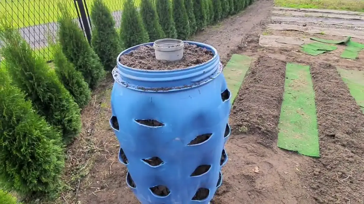 Jak sadzić truskawki w beczce, aby uniknąć najczęstszych błędów