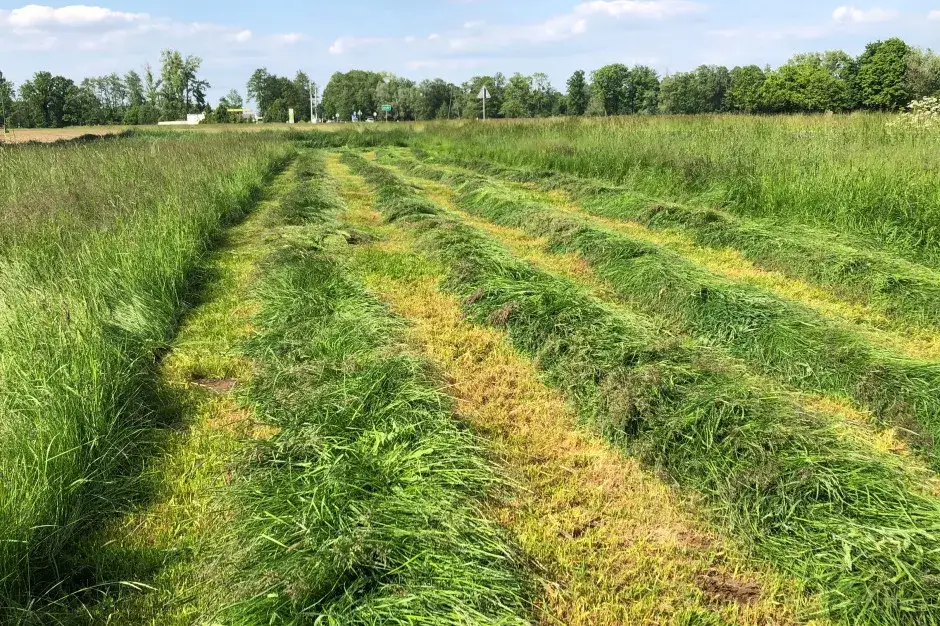 Jakie nawozy na drugi pokos trawy poprawią jakość i plony?