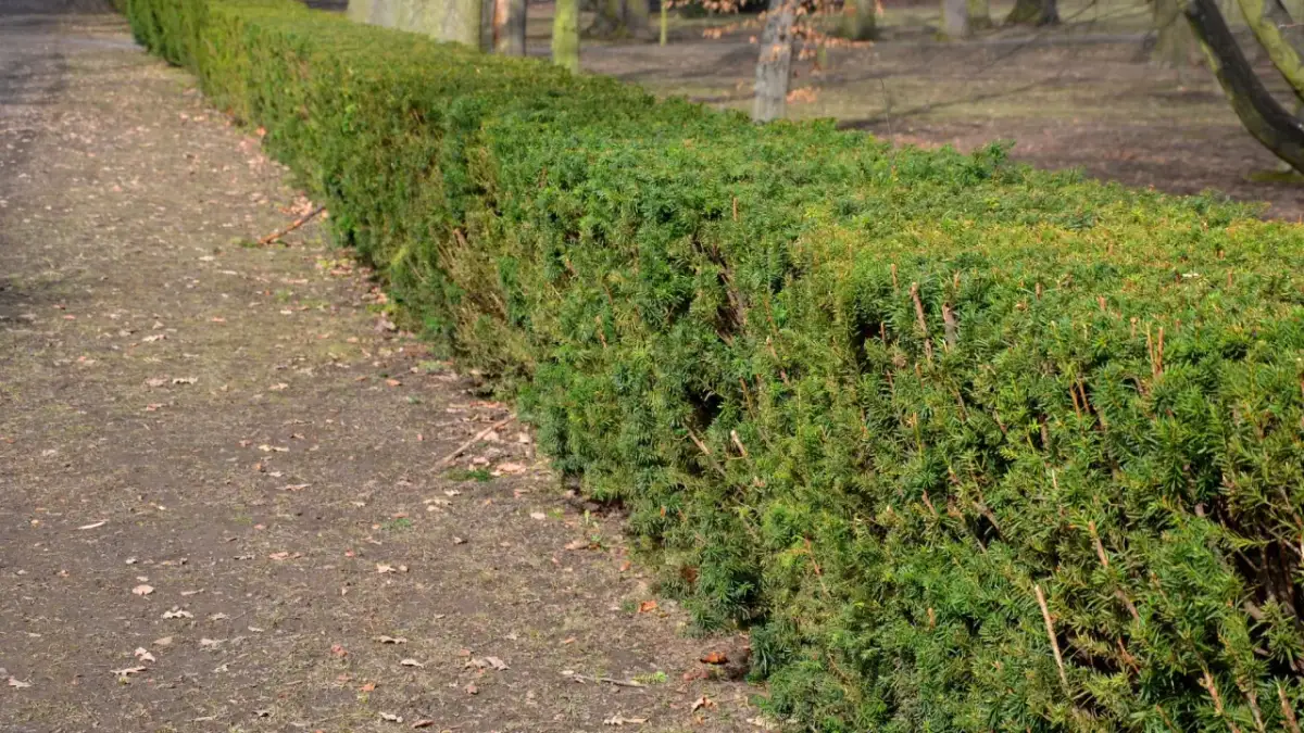 Jak co ile sadzić cisy na żywopłot, aby uniknąć błędów w uprawie
