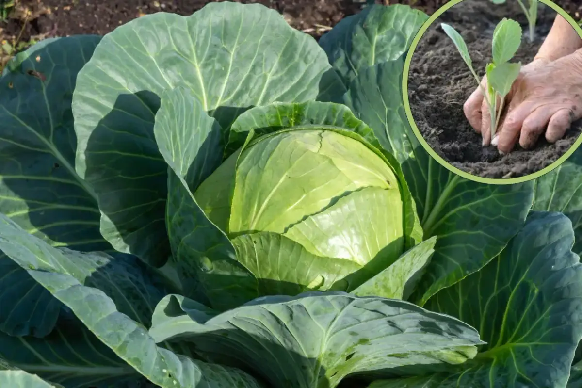 Kiedy siać kapustę, aby uniknąć błędów w uprawie i zyskać plony