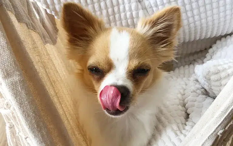 Jaki pies do mieszkania? Oto rasy idealne dla małych przestrzeni