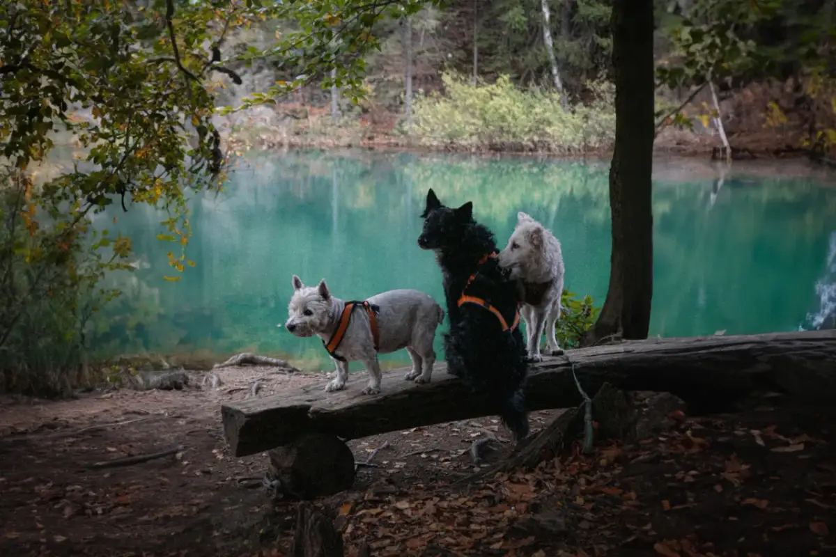 Kolorowe jeziorka kiedy najlepiej jechać, aby nie przegapić piękna natury