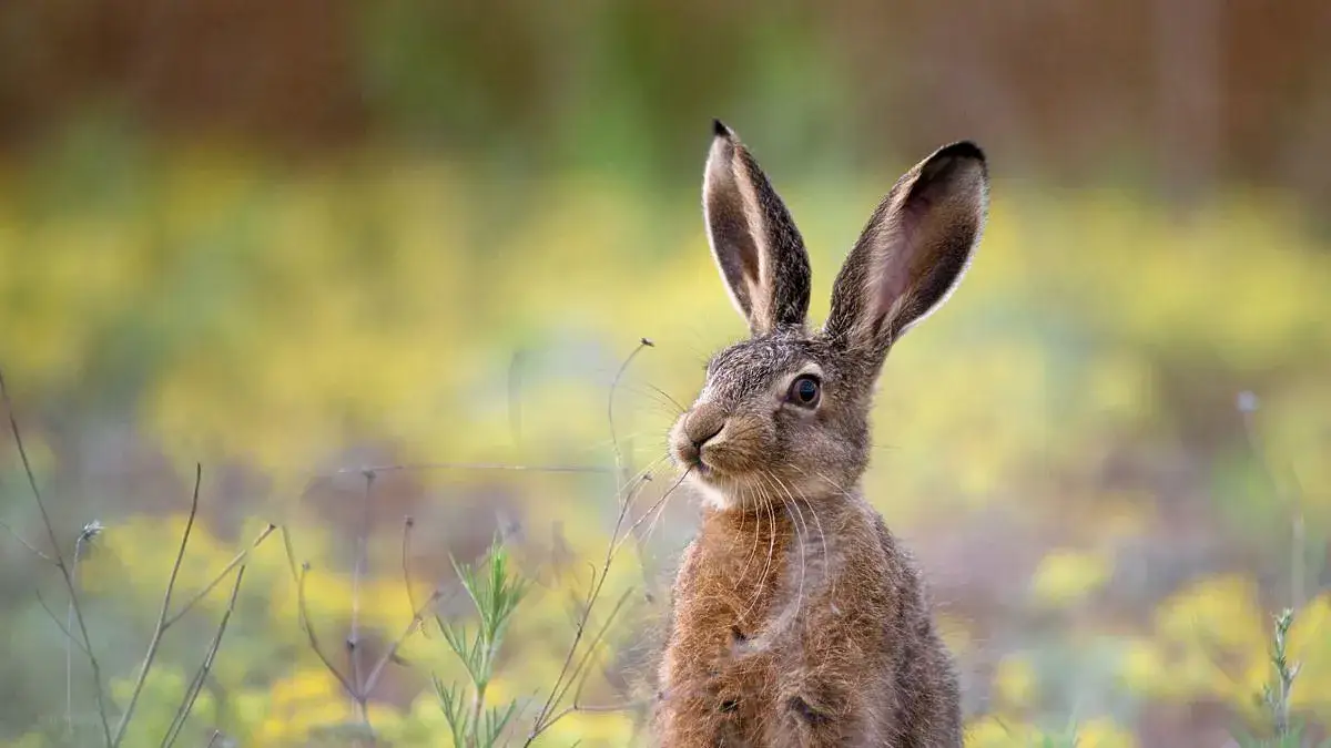 Skąd się wziął zając wielkanocny? Odkryj jego fascynującą historię