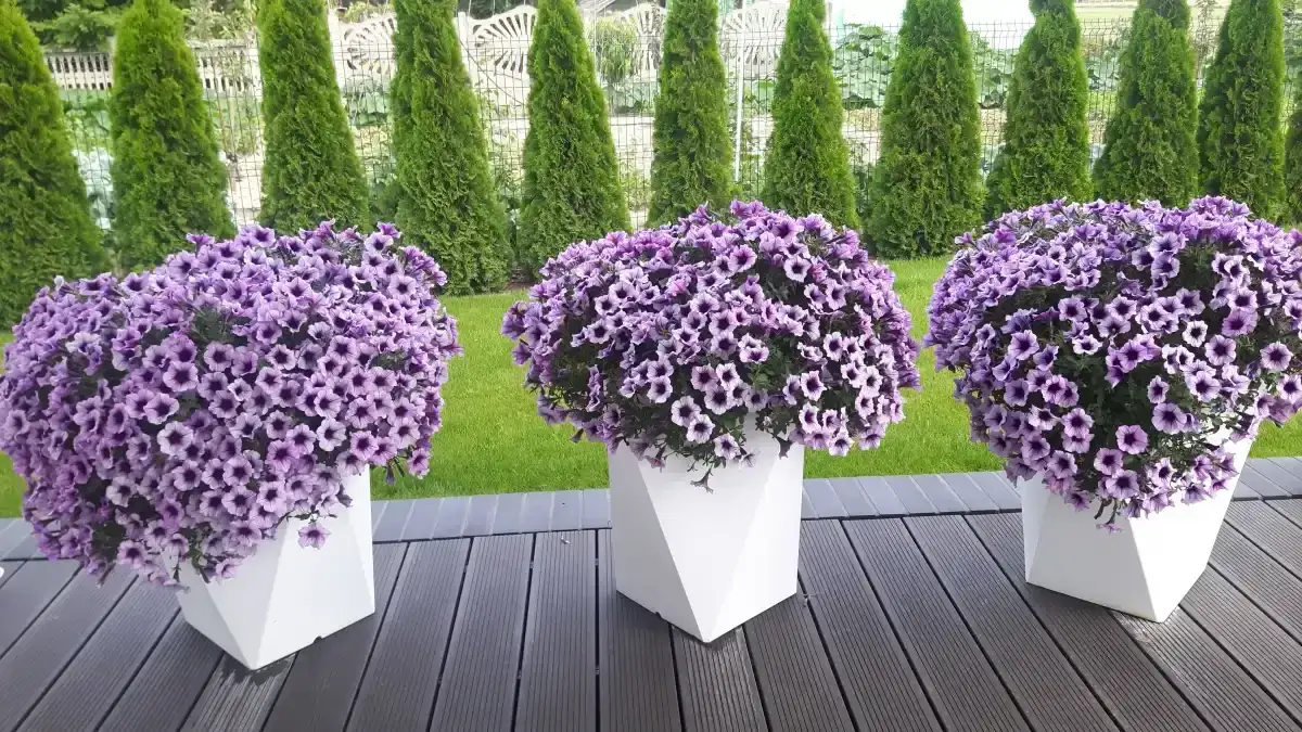 Jakie rośliny na taras do donicy? Poznaj najlepsze gatunki i porady