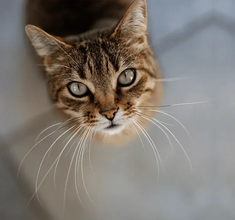 Czy koty mogą jeść makaron? Odkryj, co musisz wiedzieć o diecie kota