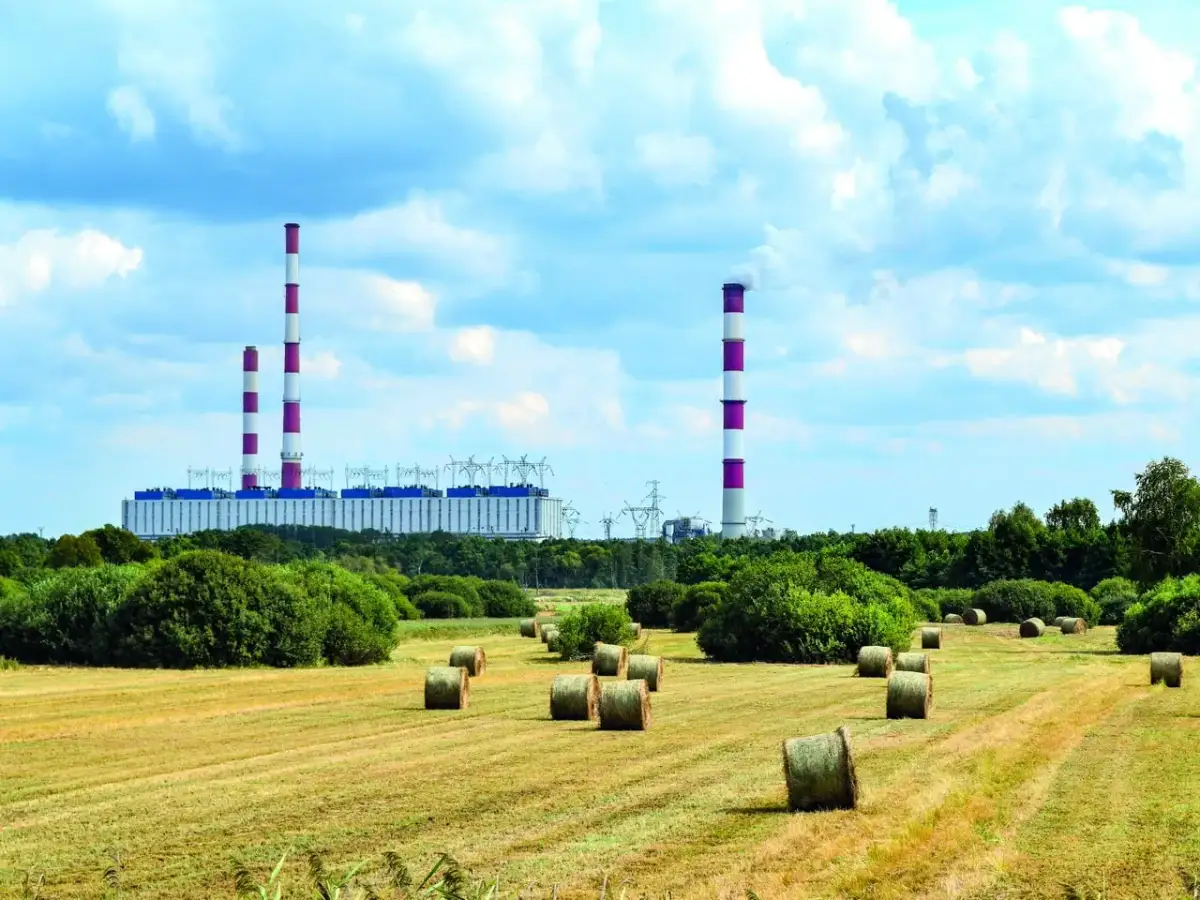 Ile elektrownie płacą za biomasę? Ceny, które mogą Cię zaskoczyć