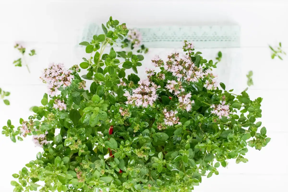 Kiedy siać majeranek na rozsadę, aby uniknąć przymrozków?