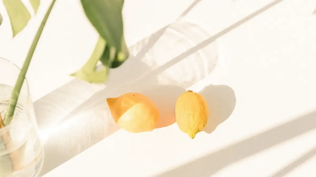 Cuándo se planta un limonero: evita errores comunes y crece sano