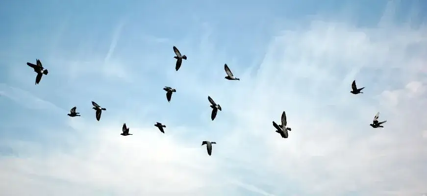 Sen o lataniu jak ptak - odkryj jego znaczenie dla twojej wolności