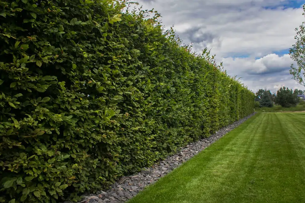 Jakie rośliny wzdłuż ogrodzenia, aby stworzyć piękną przestrzeń?