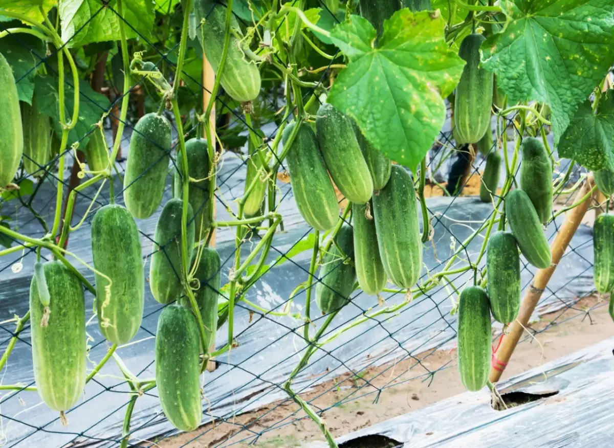 Jak uprawiać ogórki na podporach i uniknąć najczęstszych błędów
