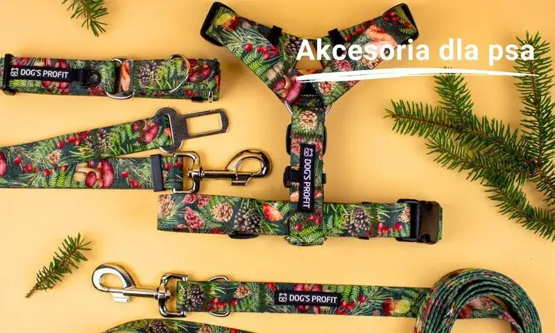 Najlepsza obroża dla buldoga francuskiego - komfort i bezpieczeństwo