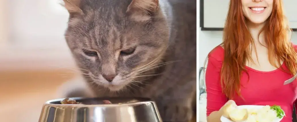 Czy koty mogą jeść ziemniaki? Poznaj fakty i zagrożenia dla zdrowia