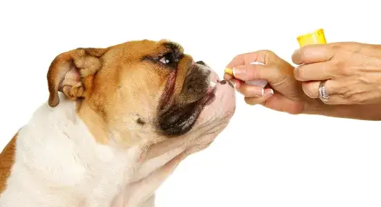 Skuteczne leki przeciwbólowe dla psa - co warto wiedzieć?