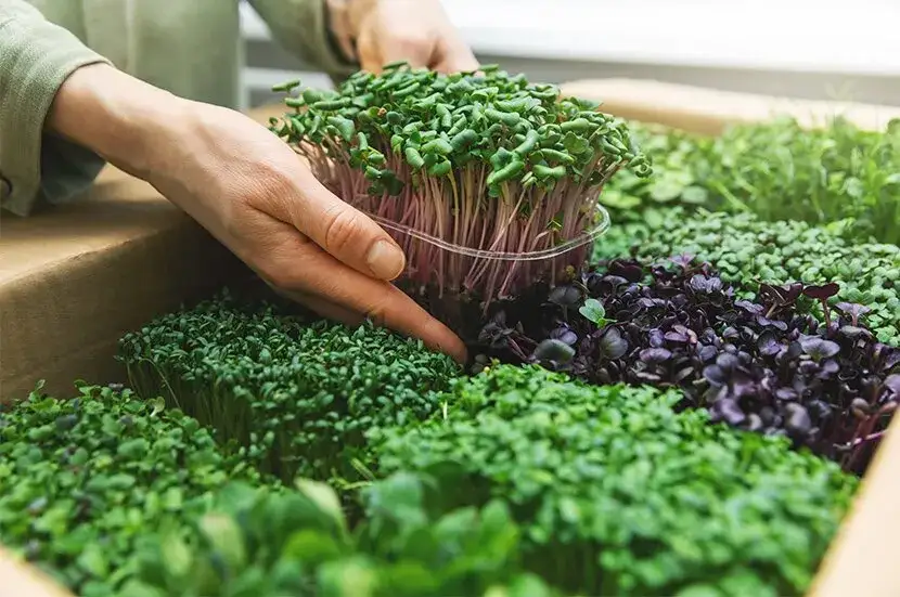 Rzeżucha jak siać - proste metody na szybką uprawę w domu