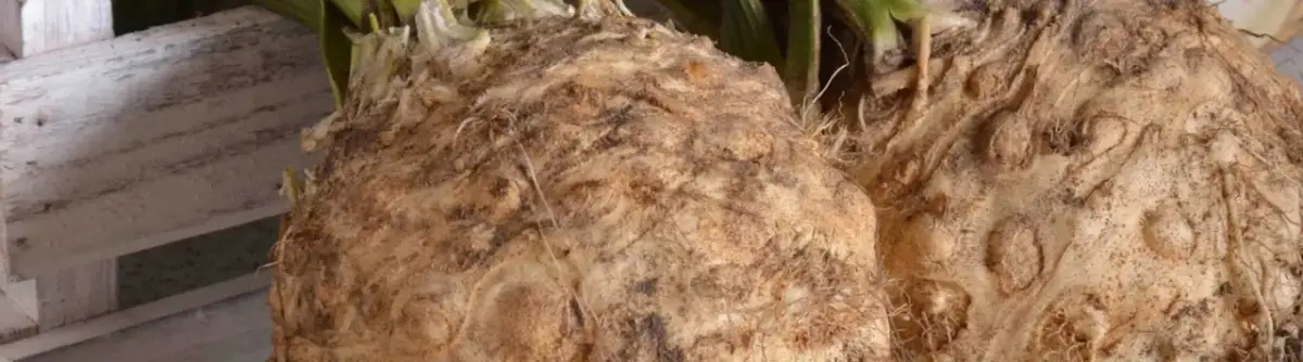 Kiedy siać seler na rozsadę, aby uniknąć błędów w uprawie