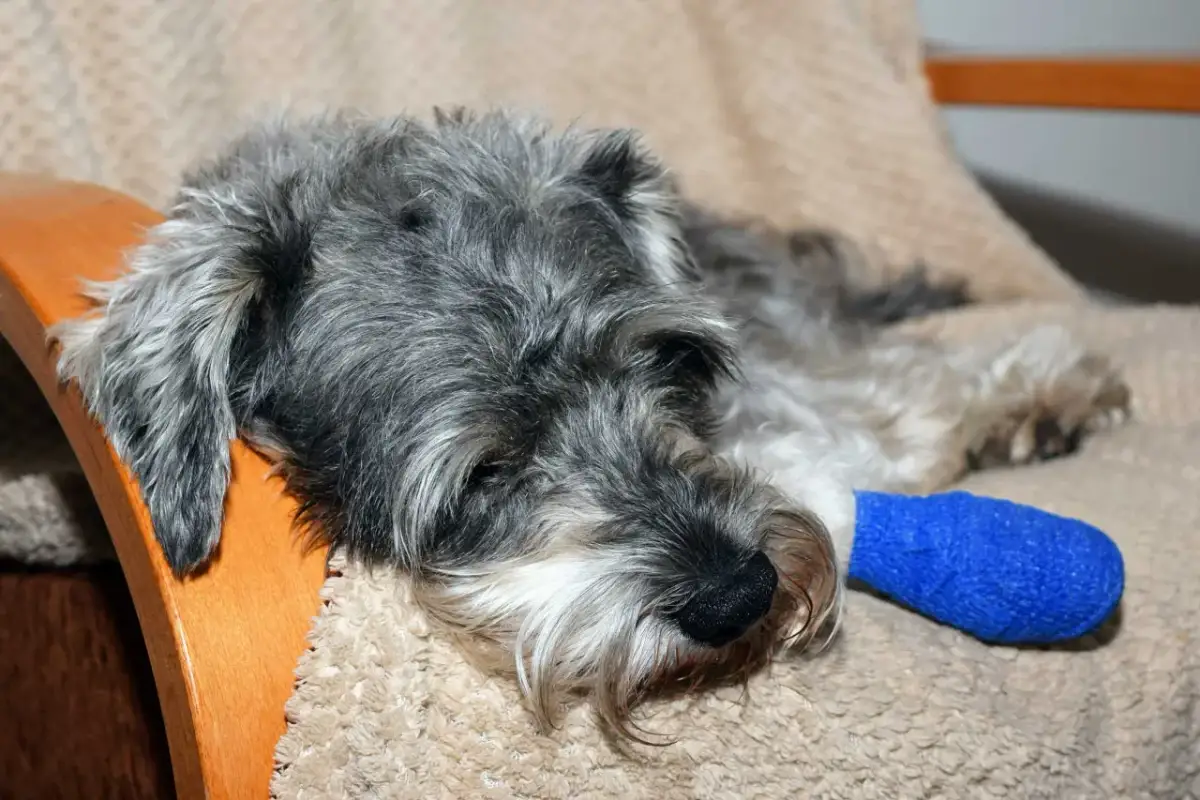 Bezpieczne tabletki przeciwbólowe dla psa – co podać, by nie zaszkodzić?