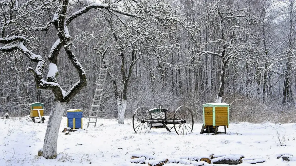 Czy można malować drzewka farbą emulsyjną? Oto skutki i alternatywy