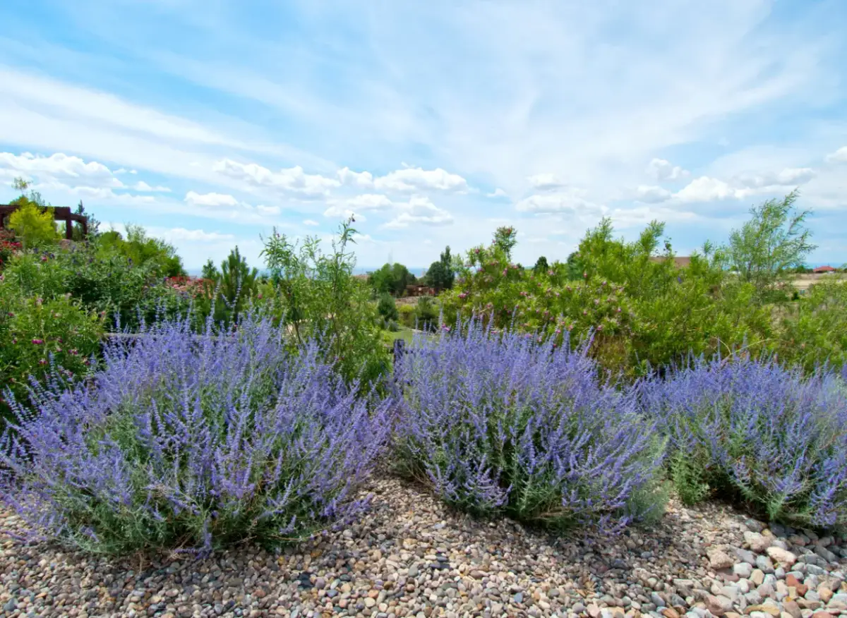 Perowskia z czym sadzić: najlepsze rośliny towarzyszące dla Twojego ogrodu