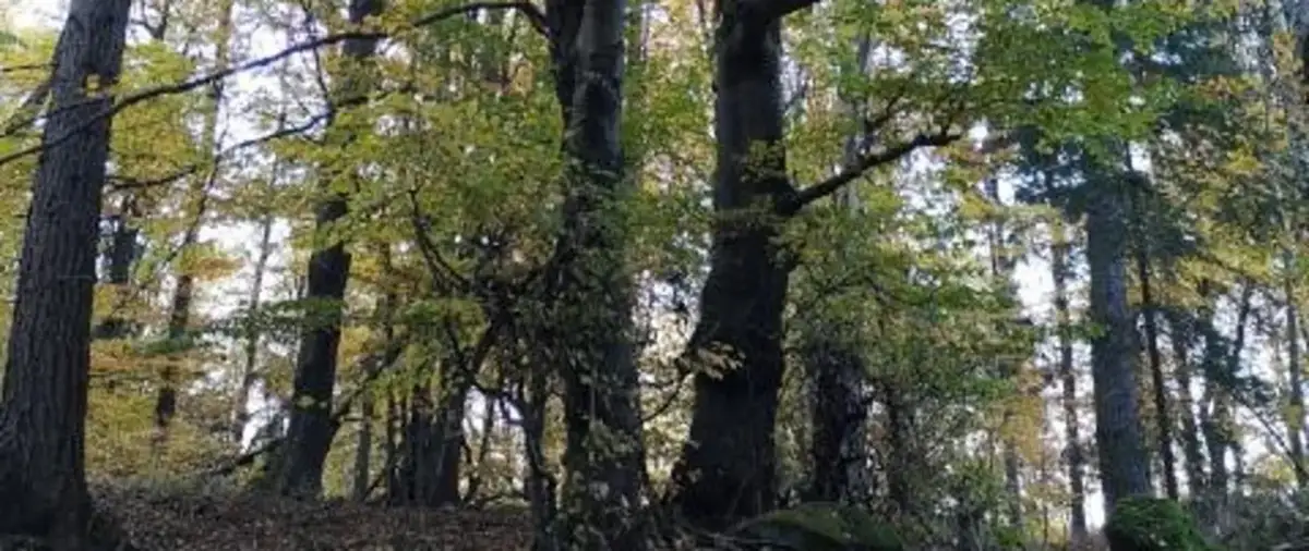 Rezerwat przyrody Góra Ślęża - historia, atrakcje i ekologia w sercu Dolnego Śląska